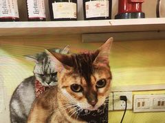 -猫色咖啡·猫咖