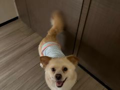 -凯瑞希宠物医院·狂犬免疫·微创·皮肤科