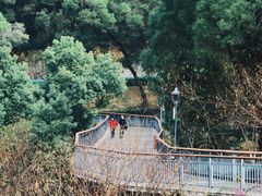 -金鸡山公园