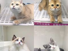 -lincat·猫舍(广州店)
