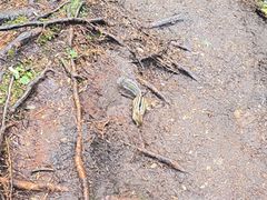 -五营红松林海景区