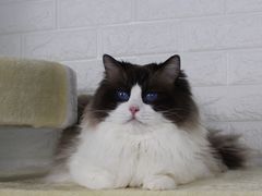 -Bastet sally猫舍购宠(静安店)