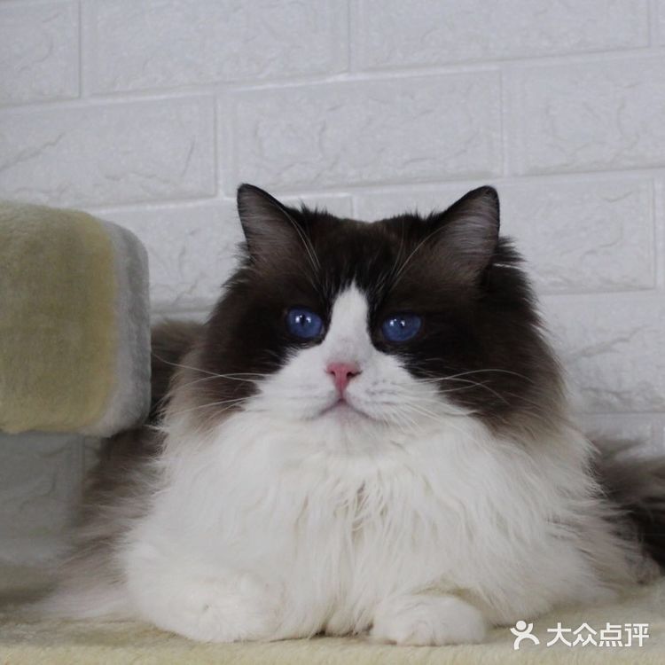 山猫绝对不是传统线，但是好多山猫却是传统型