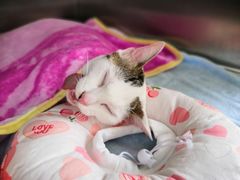 -创凡宠物医院·骨专科  猫科中心(西乡分院)
