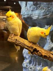 -Zoolung Zoolung动物主题公园(海信广场店)