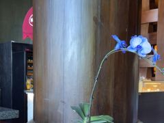 -时光吧·大堂吧·丽江和府洲际度假酒店