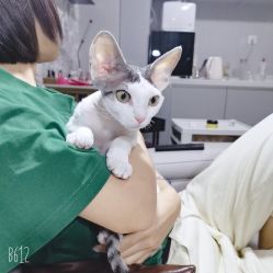 -复古绿·少女主题美甲美睫