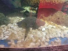 -沙沙哗啦海洋馆(华宇百花谷店)