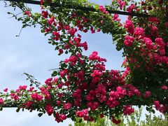 -都江堰玫瑰花溪谷