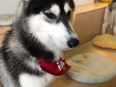 -Husky Go! 哈士奇体验馆·宠物咖啡厅狗咖