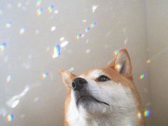 -豪客来牛排(府河店)