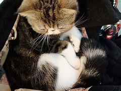 -李小姐の猫咖啡馆(五角场店)