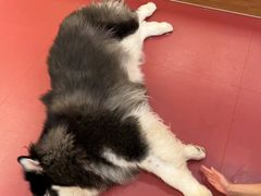 -和它·交个朋友·狗咖猫咖(爱琴海店)