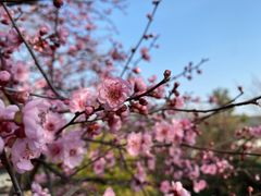 -香雪海