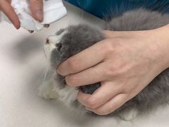 -宠颐生猫科·内科皮肤科(西平世纪城店)