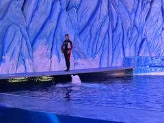 -帝企鹅自助餐厅•儿童岛•真企鹅(长隆企鹅酒店)