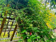 -中国科学院西双版纳热带植物园