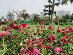 -咸阳湖景区