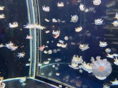 -太平洋海底世界