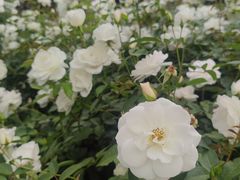 -人民公园(罗湖区)