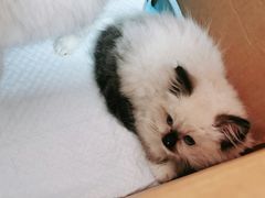 -小叮当动物医院·骨科·眼科