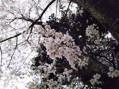 -武汉大学-樱园