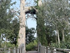 -西青郊野公园