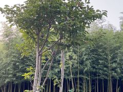 -黄海国家森林公园