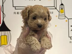 -翊宠yipet猫狗购宠庄园犬舍•猫舍