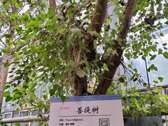 -呀路古热带植物园