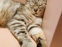 -猫儿山۰猫主题餐厅