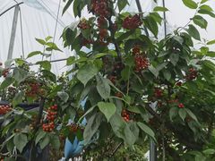 -樱桃山旅游景区