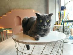 -猫儿山۰猫主题餐厅