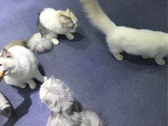 -喵的天空名猫咖啡馆·撸猫·猫舍·用品