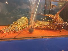 龙虾-真浪花园海鲜餐馆