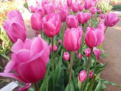 -石家庄市植物园