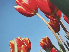 -丹东路渡口(轮渡站)