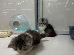 -1013 PET SHOP精品宠物商店(丁香店)