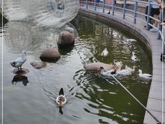 -莲湖公园