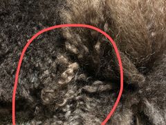 -PETKIT小佩宠物(古北店)