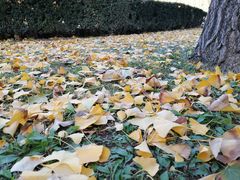 -三里屯东五街银杏大道