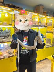 -神奇动物撸宠馆·羊驼·小浣熊·异宠(豫园店)