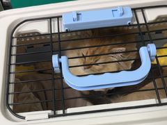 -北京观赏动物医院·24小时大型综合·猫专科·异宠专科