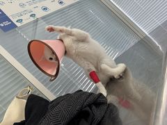 -瑞派福兴宠物医院犬猫全科·骨科·中西医结合(河东店)