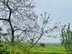 -嘉北郊野公园