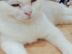 -喵园·猫主题咖啡厅·撸猫·猫咖(国贸店)