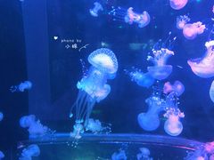 -梦幻海洋王国(吾悦广场张家港店)