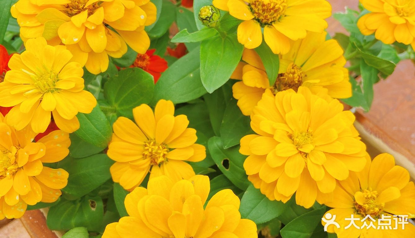 仙湖花展｜春日赏花｜满眼都是春天，美醉了