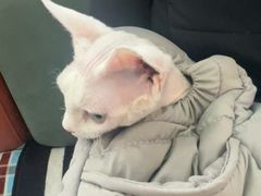 -东日国际动物医院·CT·心脏专科(桃源分院)