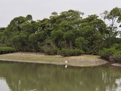 -东寨港红树林旅游区